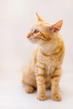 The red-haired kitten sits on the table and sniffs an ear of wheat in a vase Stock Photos
