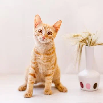 The red-haired kitten sits on the table and sniffs an ear of wheat in a vase Stock Photos