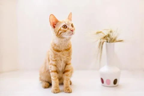The red-haired kitten sits on the table and sniffs an ear of wheat in a vase Stock Photos