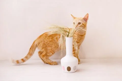 The red-haired kitten stands on the table and smells the ear of wheat in a va Stock Photos