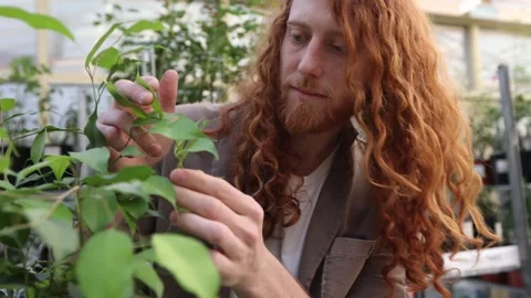 Red-haired long-haired bearded man taking care of his home plants. Stock Footage 252735740
