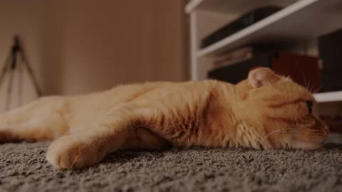 A red-haired lop-eared cat lazily lies on the carpet Stock Footage 175220124