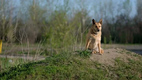 A red-haired lost shepherd dog sits on the street and looks around. Pets Stock Footage 190186171