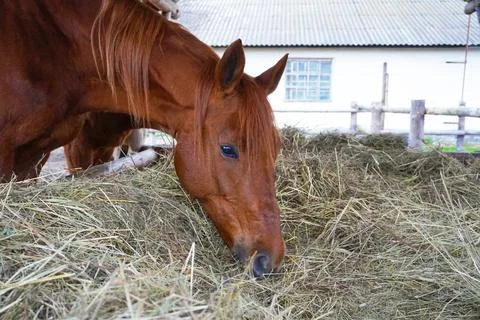 A red-haired mare eats hay in a paddock outside. Fotos Stock