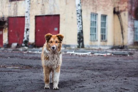 Red-haired mongrel dog on a background of  an building. The conc Stock Photos