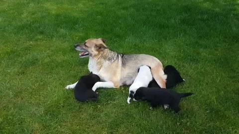 Red-haired mongrel dog breastfeeds her newborn puppiescks Stock Footage 197409166