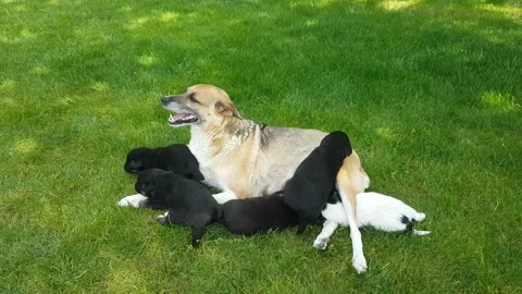 Red-haired mongrel dog breastfeeds her newborn puppiescks Stock Footage 197409182