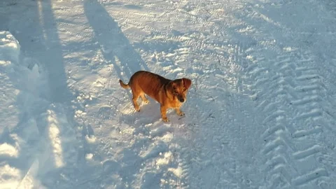 Red-haired mongrel dog digs snow with its front paws to hunt small rodents Stock Footage 150325594