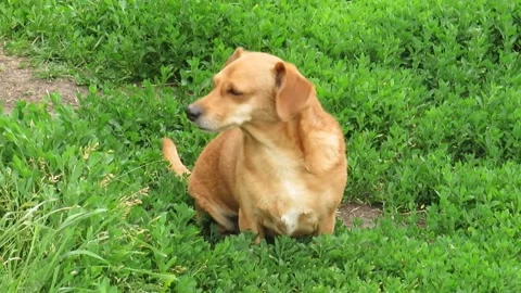 A red-haired mongrel dog on the green grass Stock Footage 156400346