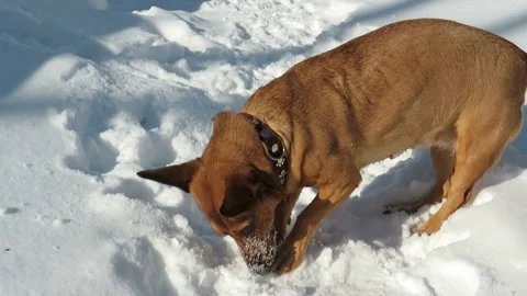 Red-haired mongrel dog hunting in the snow for small rodents Stock Footage 150325617