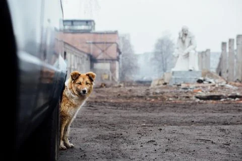 Red-haired mongrel dog It peeping from behind a car on  backgro Stock Photos
