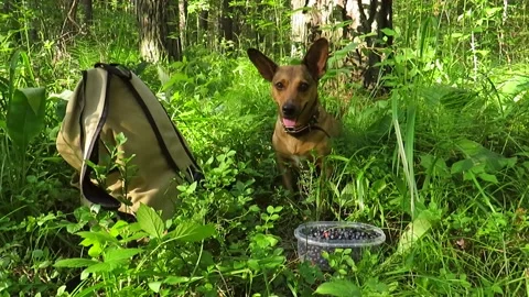 A red-haired mongrel dog in a pine forest near a container with blueberries Stock Footage 157764908