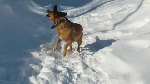 Red-haired mongrel dog plays with a branch in the snow Video stock 150325562