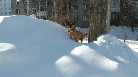 Red-haired mongrel dog on a snowdrift Stock Footage 150325551