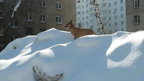 Red-haired mongrel dog on a snowdrift Stock Footage 150325608