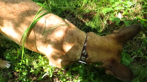A red-haired mongrel dog on a walk in a pine forest Video stock 157764859