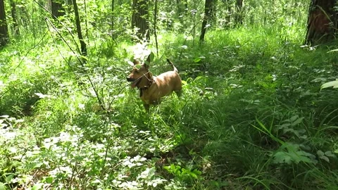 A red-haired mongrel dog on a walk in a pine forest Video stock 157764874