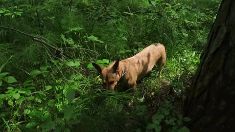 A red-haired mongrel dog on a walk in a pine forest Video stock 157764881