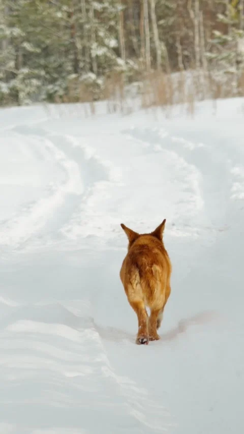 A red-haired mongrel dog walks alone on a road in a snowy forest. Stock Footage 329226849