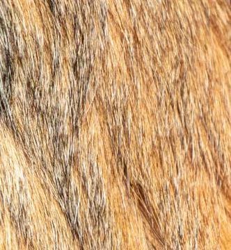 Red haired monkey as an abstract background. Texture. 스톡 사진