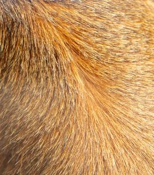 Red haired monkey as an abstract background. Texture. 스톡 사진