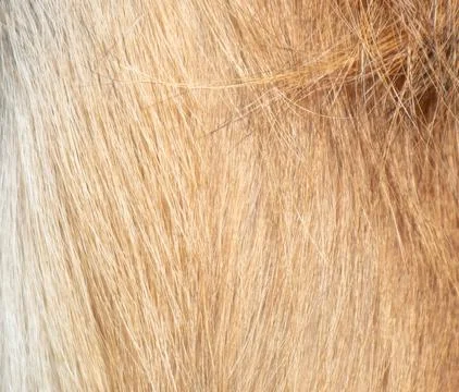 Red haired monkey as an abstract background. Texture. 스톡 사진
