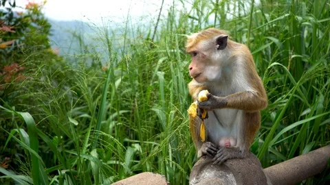 Red-haired monkey eats a banana Stock Footage 122170436