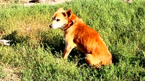 Red-haired old dog on a leash sits in the grass Stock Footage 137263619