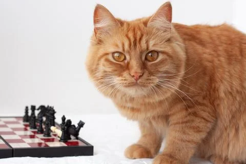 A red-haired orange cat sits next to a chess board on a white background clos Stock Photos