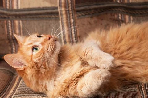 Red-haired playful cat lying on the sofa Stock Photos