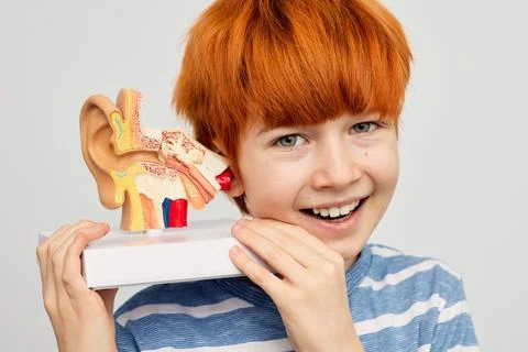 Red-haired positive boy with educational ear model in his hands demonstrate.. Stock-Fotos