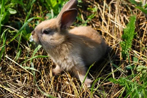 Red-haired rabbit on the farm. Red-haired hare on the grass in nature Stock Photos