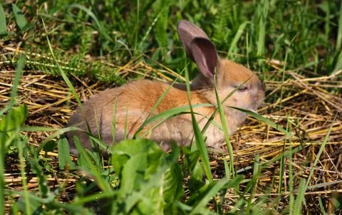 Red-haired rabbit on the farm. Red-haired hare on the grass in nature Stock Photos