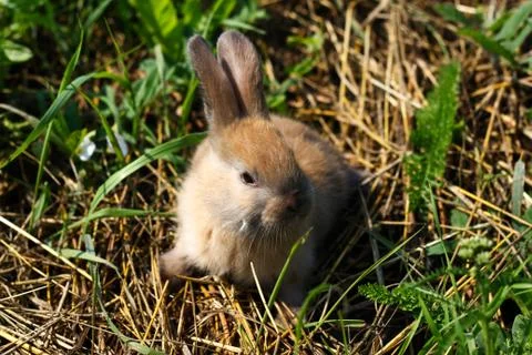 Red-haired rabbit on the farm. Red-haired hare on the grass in nature Stock Photos