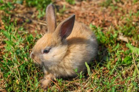 Red-haired rabbit on the farm. Red-haired hare on the grass in nature Stock Photos