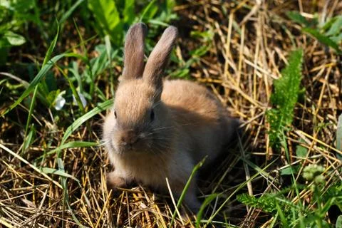 Red-haired rabbit on the farm. Red-haired hare on the grass in nature Stock Photos