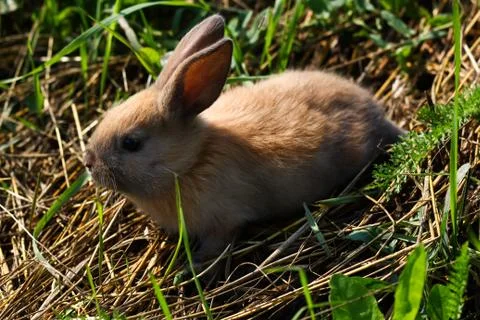 Red-haired rabbit on the farm. Red-haired hare on the grass in nature Stock Photos