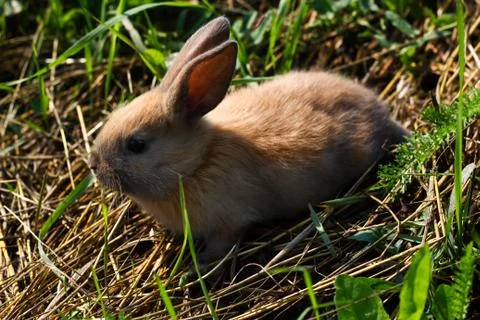 Red-haired rabbit on the farm. Red-haired hare on the grass in nature Stock Photos
