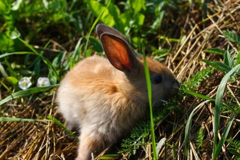 Red-haired rabbit on the farm. Red-haired hare on the grass in nature Stock Photos