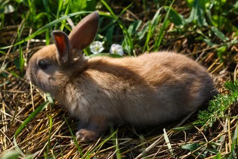 Red-haired rabbit on the farm. Red-haired hare on the grass in nature Stock Photos