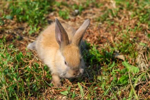 Red-haired rabbit on the farm. Red-haired hare on the grass in nature Stock Photos
