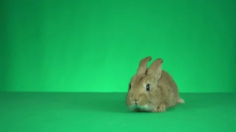 Red-haired rabbit on a green background Stock Footage 82010453