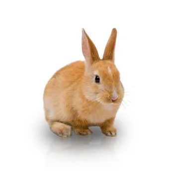 Red-haired rabbit isolated on white background. Cute brown rabbit is sitting. Stock Photos