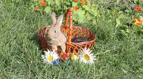 The red-haired rabbit sitting in the Easter basket and licks itself Видео 68376501