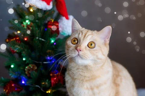 A red-haired Scottish cat is sitting near the Christmas tree. New Year! Stock Photos