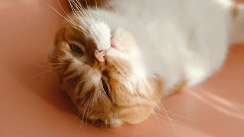 Red-haired Scottish fold cat with yellow eyes lying on peach colour background. Stock Footage 263127440