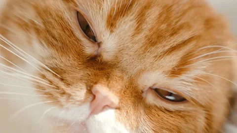 Red-haired Scottish fold cat with yellow eyes lying on the bed Stock Footage 264305880