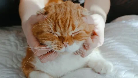 Red-haired Scottish fold cat with yellow eyes lying on the bed Stock Footage 264306436