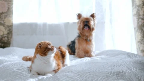 Red-haired Scottish fold cat and yorkshire terrier lying together on the bed Stock Footage 264306760