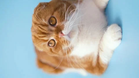 Red-haired Scottish fold cat with yellow eyes on blue background. Stock Footage 264307191